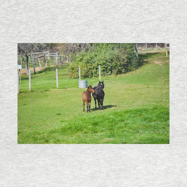 A pair of Ponies, Shetlands of Flamborough by srosu